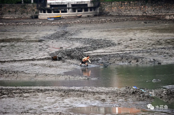 清塘消毒：幾種常見的清塘方式和常用清塘藥劑的功效及用法
