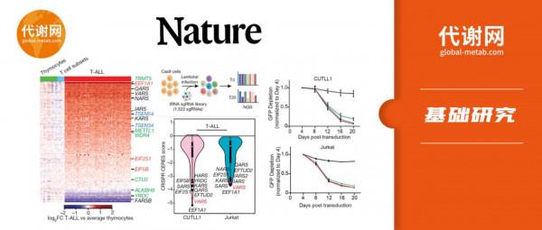 Nature：降低纈氨酸攝入緩解T細胞急性淋巴細胞白血病