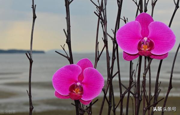 雙魚座9月27號運勢解讀