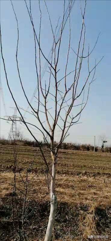 柿子樹修剪過重問題