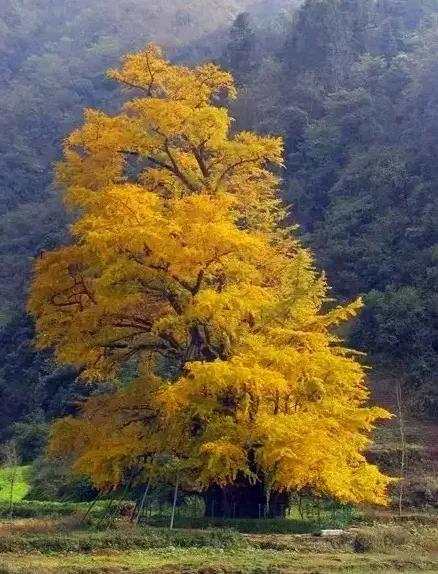 七律•銀杏樹題詠(平水韻,押七陽韻) 七律•銀杏樹題詠(平水韻,押七陽韻)