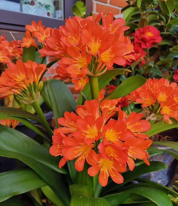 君子蘭“富養”好，5個小技巧，花箭“竄高個”，開花多又大