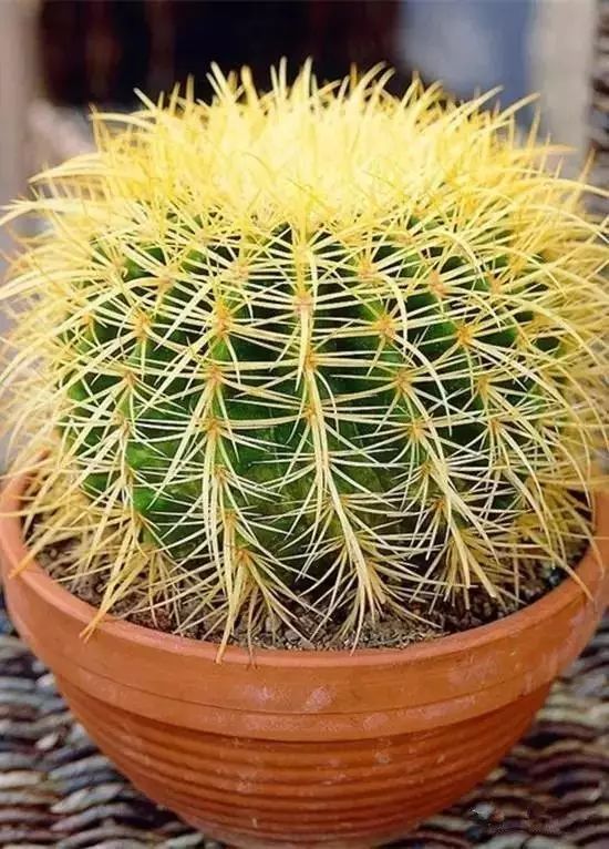 6種&OpenCurlyDoubleQuote;醜八怪&rdquo;盆栽，養在客廳特霸氣，還有旺家宅的好寓意