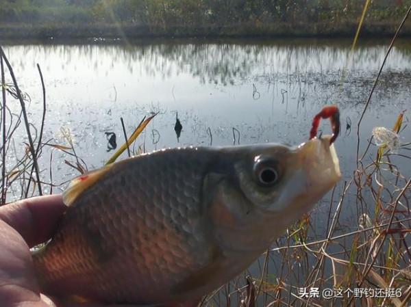 有魚沒口，如何提高中魚率？冬釣鯽魚核心技巧，全在一個“動”字
