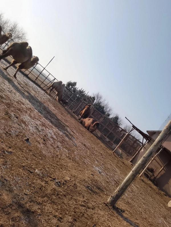 隆冬閒探動物園