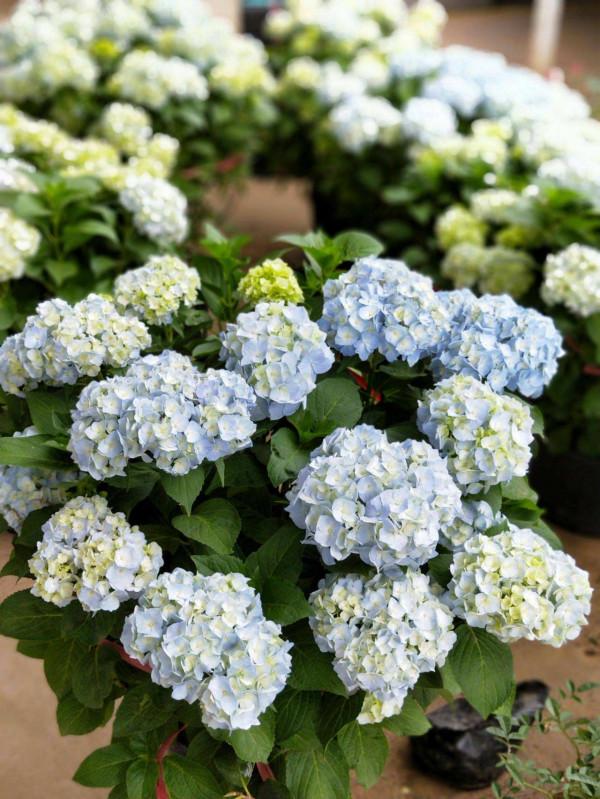 4種“怕熱花”，不要放在暖氣房，搬出去凍一凍，開花才能開爆盆