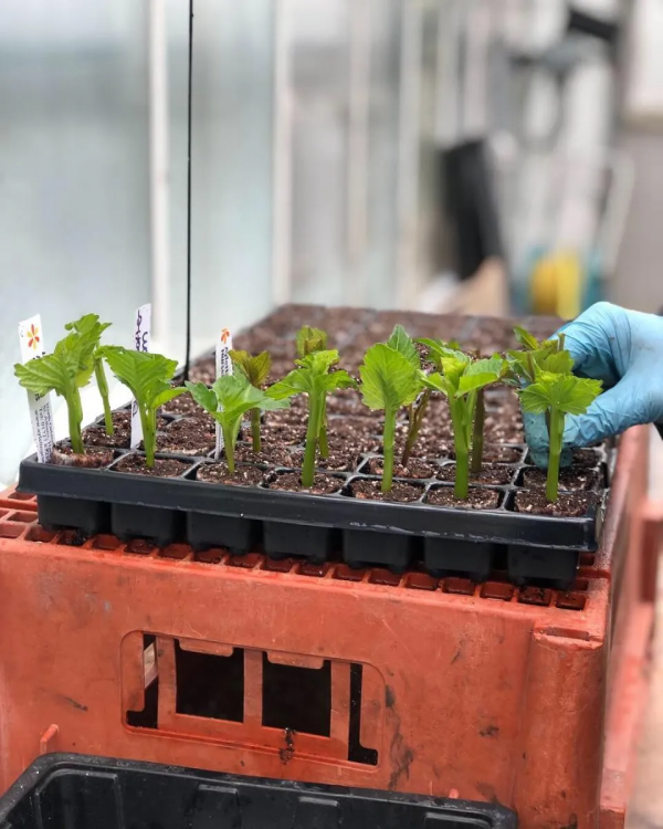 大麗花扦插方法，一盆變十盆，成活率100%