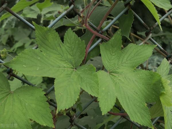 6種在農村常見但有毒的植物，帶毒部位各不相同，野外遇到請遠離