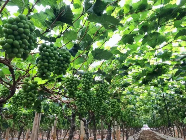 陽光玫瑰的喜與憂:“千年等一回”的葡萄,能火過三年嗎? 陽光玫瑰的喜與憂:“千年等一回”的葡萄,能火過三年嗎?