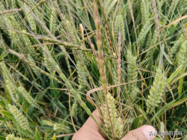 防治麥田節節麥，掌握住一個小技巧，一遍就能除乾淨小麥又安全