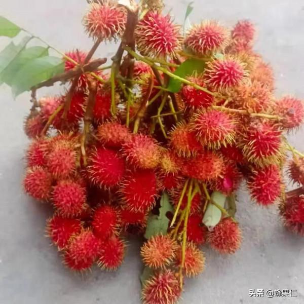 農村這25種能吃的野果都是童年的回憶,現在越來越少你還記得嗎? 農村這25種能吃的野果都是童年的回憶,現在越來越少你還記得嗎?