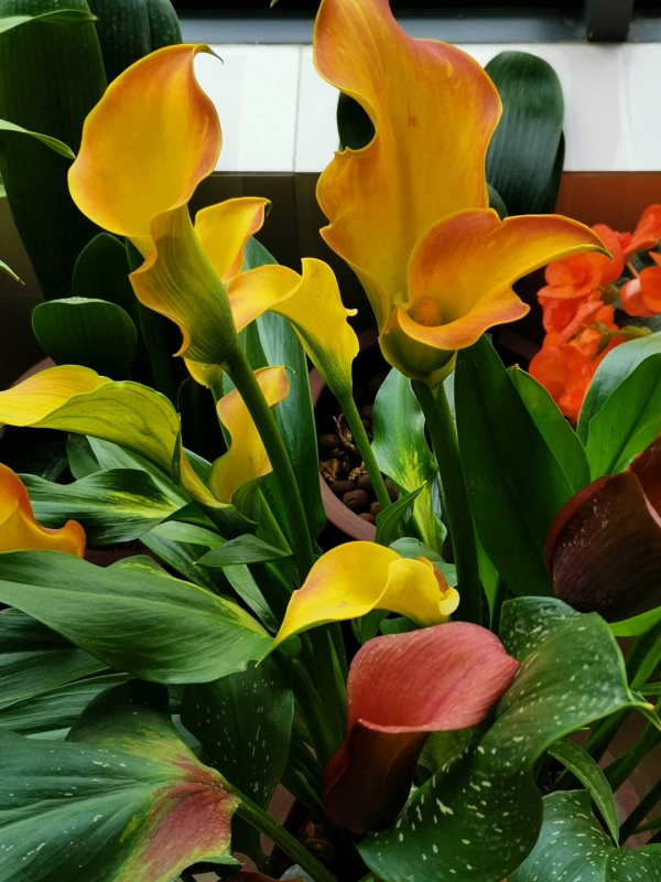 1種花長得像“漏斗”，就是個“水桶”，多喝水才能長得旺