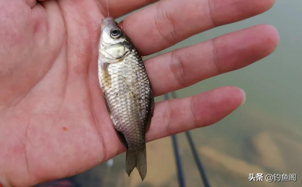 有口打不到就是小魚鬧？做2個簡單的改變，鯽魚一個接一個地上