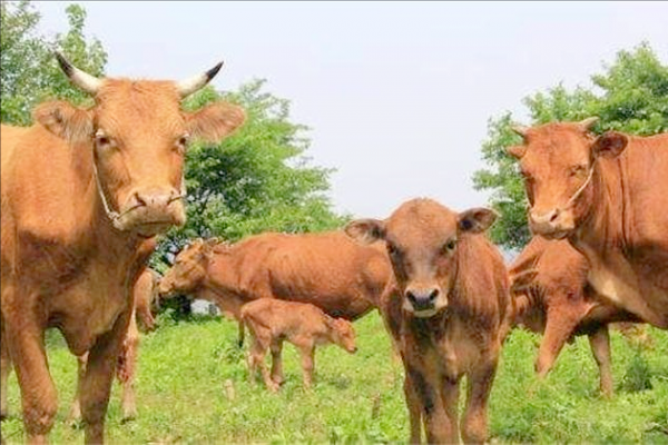 散養牛每天都吃飽了，但是長得慢，是什麼原因？如何快速育肥？