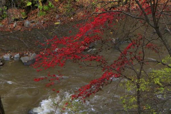 遼寧清原筐子溝楓葉正紅