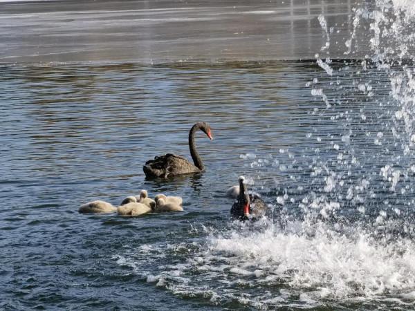 春江水暖鵝先知