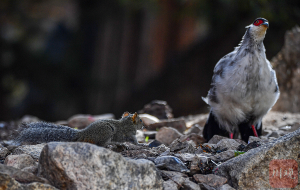 稻城偶遇白馬雞與松鼠一起生活 和諧共生畫面太治癒