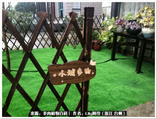 多肉是一個人的狂歡，小城多肉花壇準備出道啦