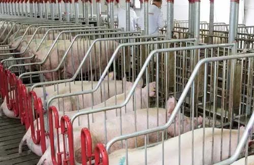 我國出現超級養豬場，年產量高達210萬隻，究竟是怎麼運作的？