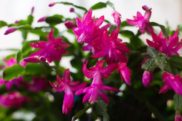 室內養花需注意，因為老話“花旺人不旺”，那可以養的花有哪些？