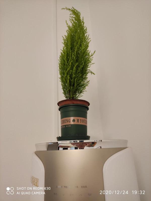 自帶檸檬味的小香松，放在家裡清新怡人，滿屋子都是高階香水味