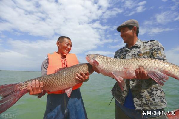 0.4子線4號袖鉤，15斤青魚10分鐘上岸，細線搏大魚就是技術好？