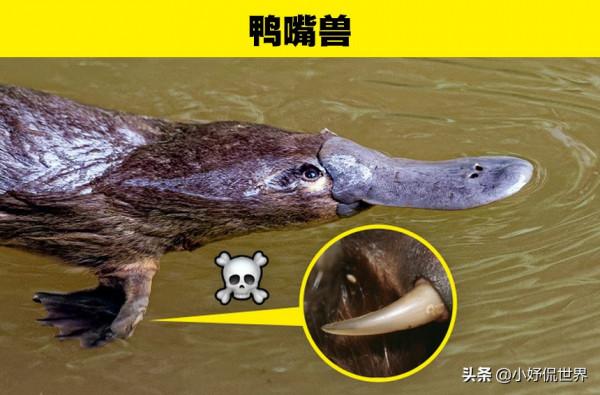 動物冷知識：看似無害和可愛，但會給人類帶來傷害的8種動物