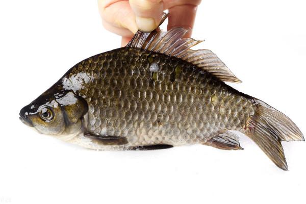 買鯽魚,分清“土鯽”和“雜交鯽”,價格差不多,鮮味差太遠了 買鯽魚,分清“土鯽”和“雜交鯽”,價格差不多,鮮味差太遠了
