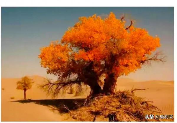 七絕5首 大漠胡楊 千年風情