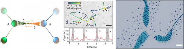 進展 | “人造活性物質湧現叢集行為”研究的系列進展
