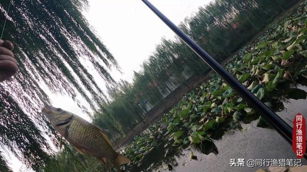 天冷了，你是否也在心心念念苦尋一款戳草洞的優秀傳統釣竿？