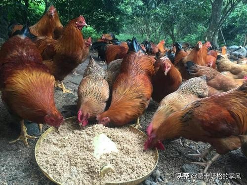 來海南避寒過冬，不得不吃的20種地道美食，你都吃過了嗎？