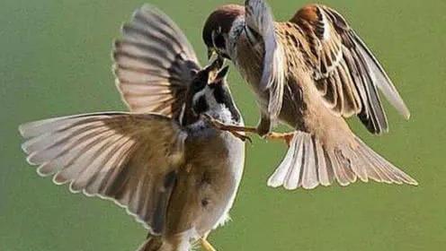 60多張雙比翼鳥圖欣賞