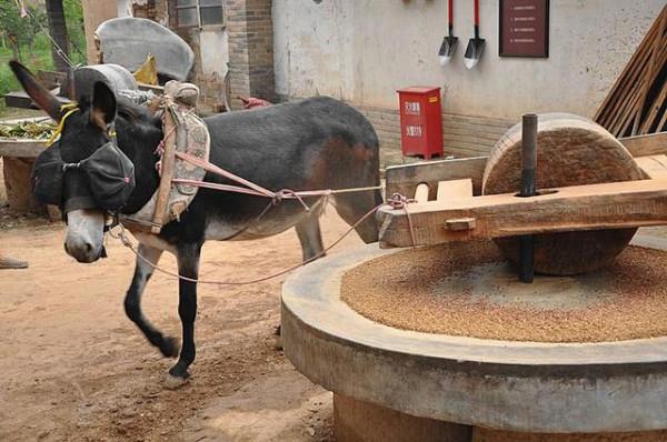 深山村裡生產隊長的逸聞趣事 深山村裡生產隊長的逸聞趣事