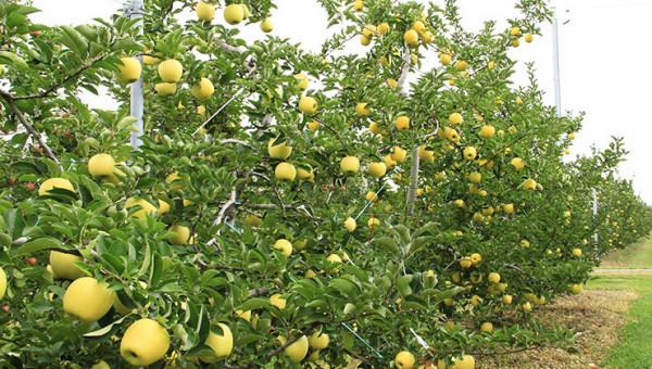 黃色蘋果迎來黃金時刻,5個知名黃色蘋果品種,你更看好哪一個? 黃色蘋果迎來黃金時刻,5個知名黃色蘋果品種,你更看好哪一個?