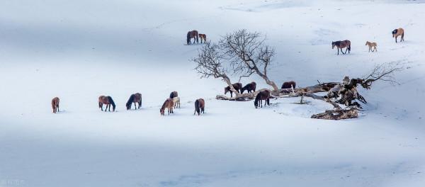 超出你想象的空中草原