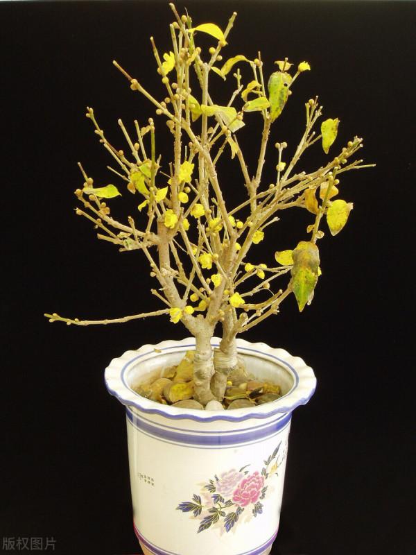 11種花一定不要再修剪,剪了影響開花,別大意 11種花一定不要再修剪,剪了影響開花,別大意