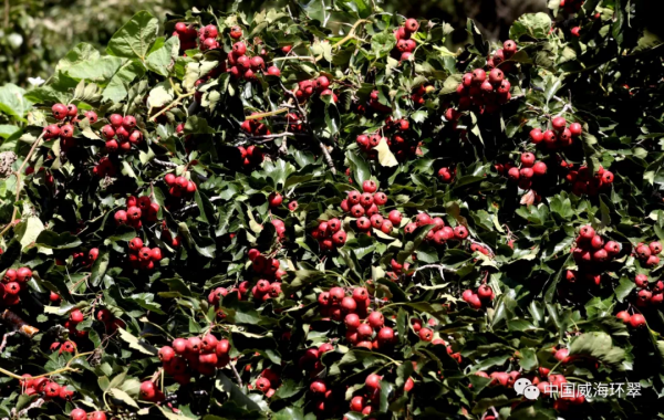 裡口山的秋,藏著醉人的美 裡口山的秋,藏著醉人的美