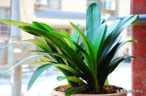 君子蘭用什麼肥料君子蘭養殖方法