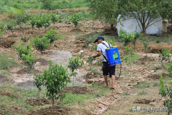 種菜招蟲子別噴藥,分享你個好方法,用生物防治效果相當不錯 種菜招蟲子別噴藥,分享你個好方法,用生物防治效果相當不錯