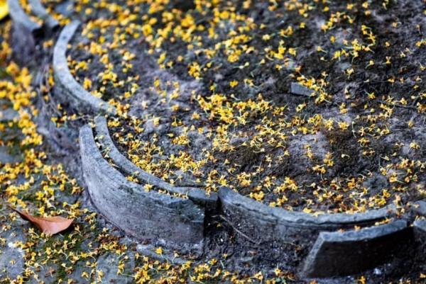 豐富多彩的浪漫“香”遇,正在青浦等你哦~跟著特色線路遊起來 豐富多彩的浪漫“香”遇,正在青浦等你哦~跟著特色線路遊起來