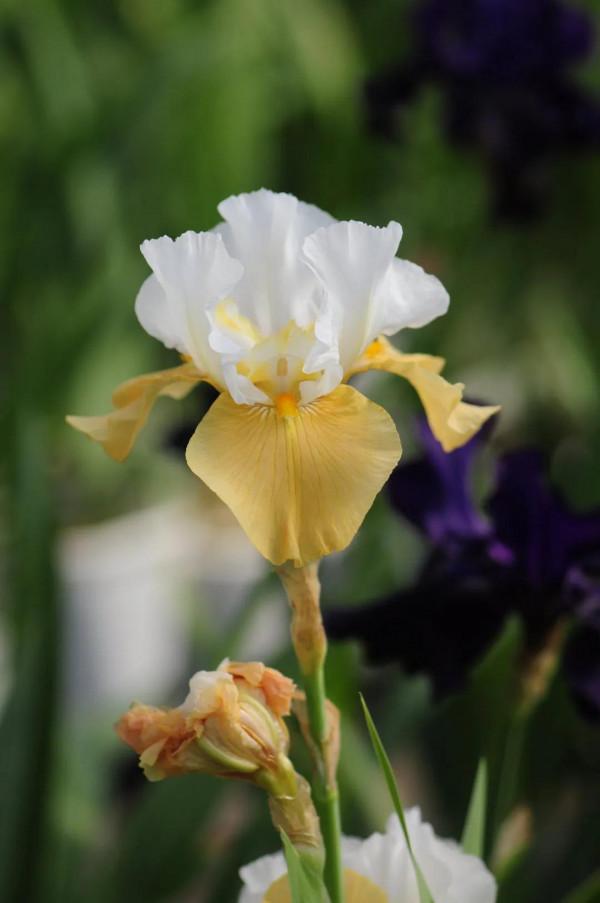 今年的德國鳶尾正在爆芽，明年春天都可以開花，完美