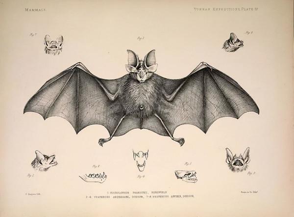 自然雜誌：寮國發現迄今為止與新冠病毒最為相似的近親
