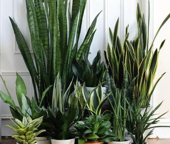 十月養這“6種花”，建議窮養，多曬少管，栽小盆更利於生長