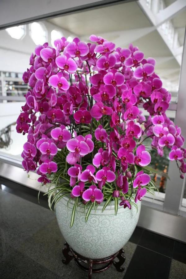 漂亮的蝴蝶蘭大全，顏色各異、姿態萬千