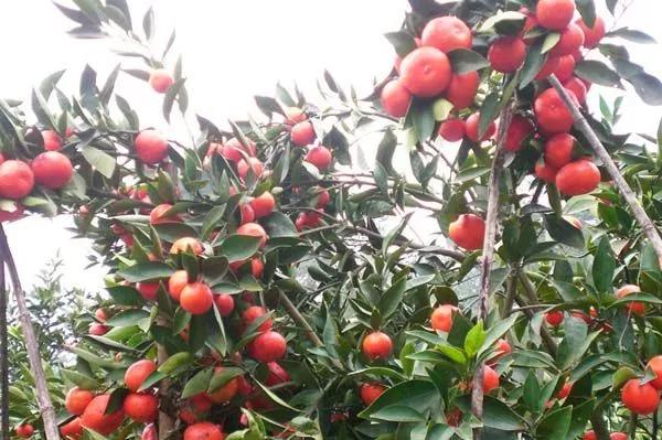 金錢桔怕二病一蟲，管理好可於春節成熟，寓意美好，物超所值