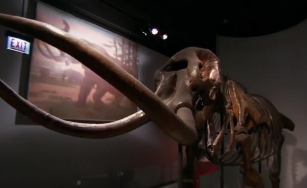 史前動物廣翅鱟：專吃海洋“浮屍”，4億年前最先登陸地面的動物