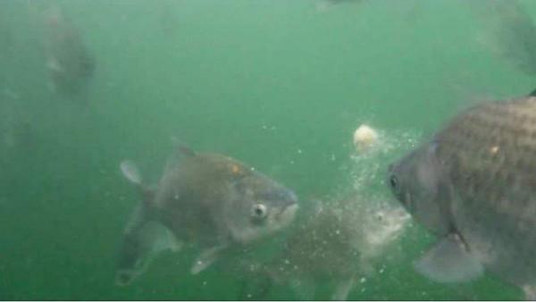 立春過後釣鯽鯉，出現這兩種情況選擇釣浮，其他時候一概釣底