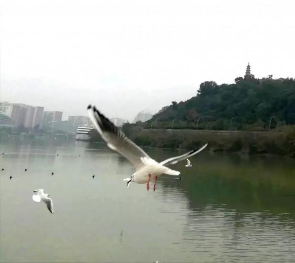 又見紅嘴鷗 又見紅嘴鷗