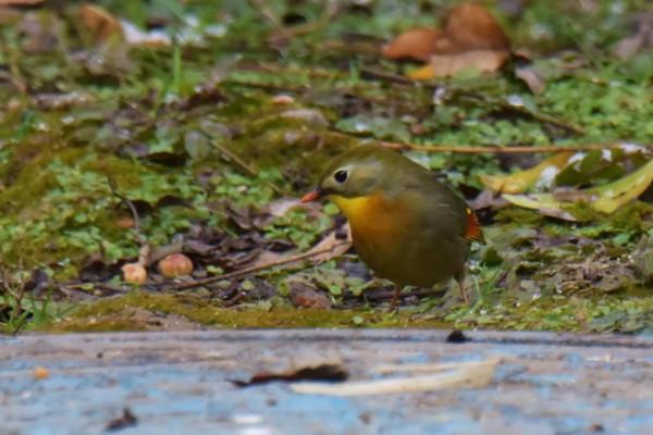 紅嘴相思雀：國家二級保護動物